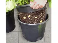 Potetpotte
