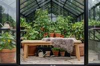 Parsley