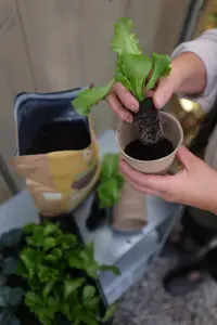 ROOT Biohumus