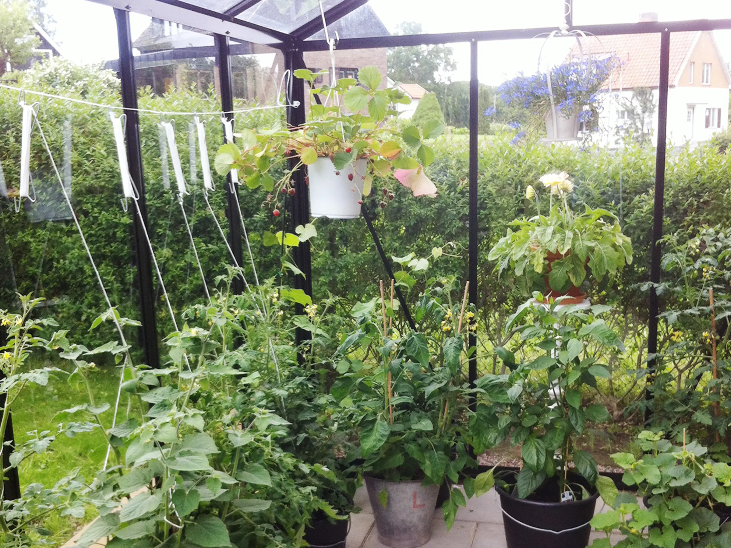 Tomatenhaken