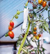 Tomatenhaken
